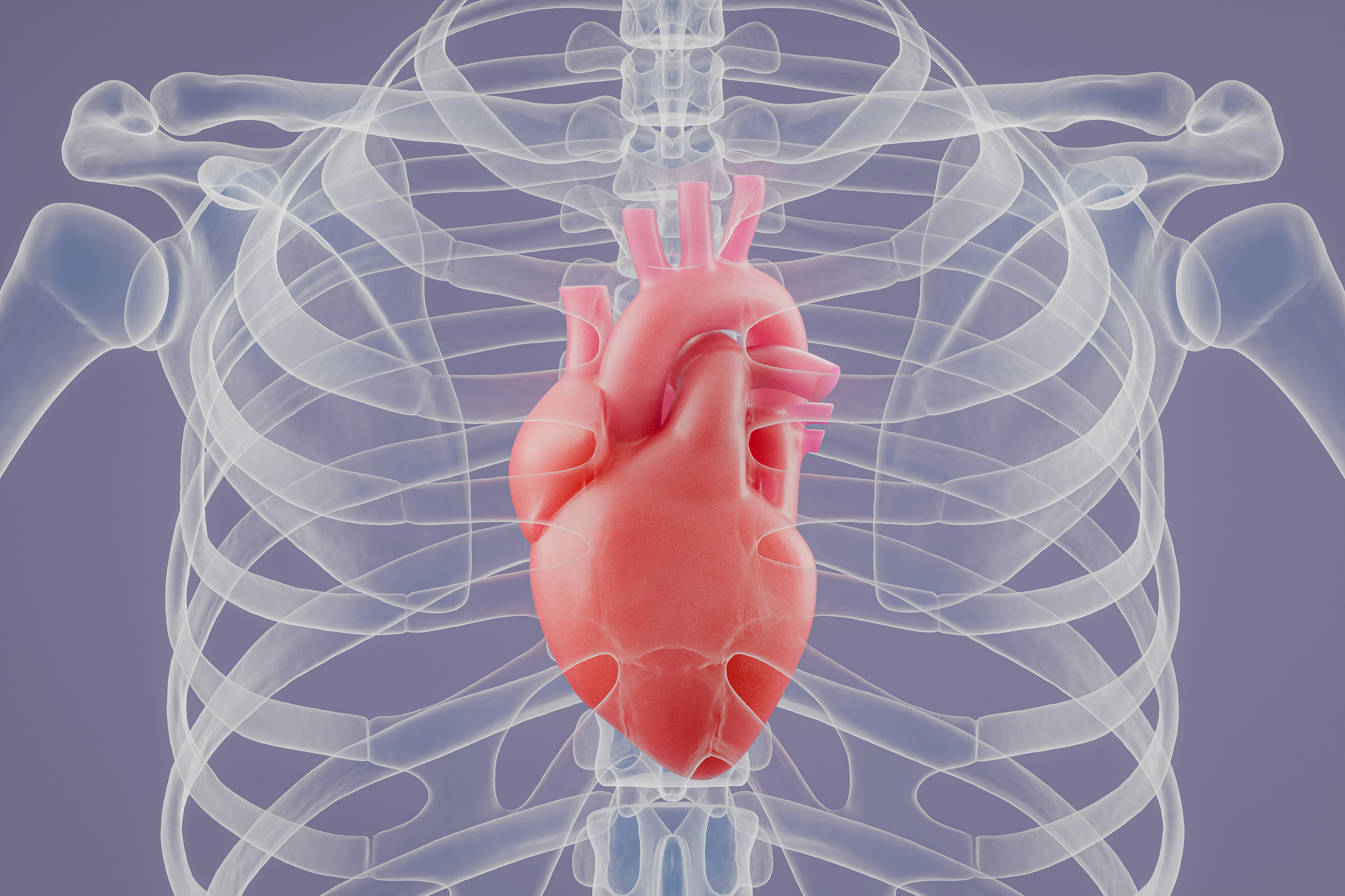 heart in the ribcage