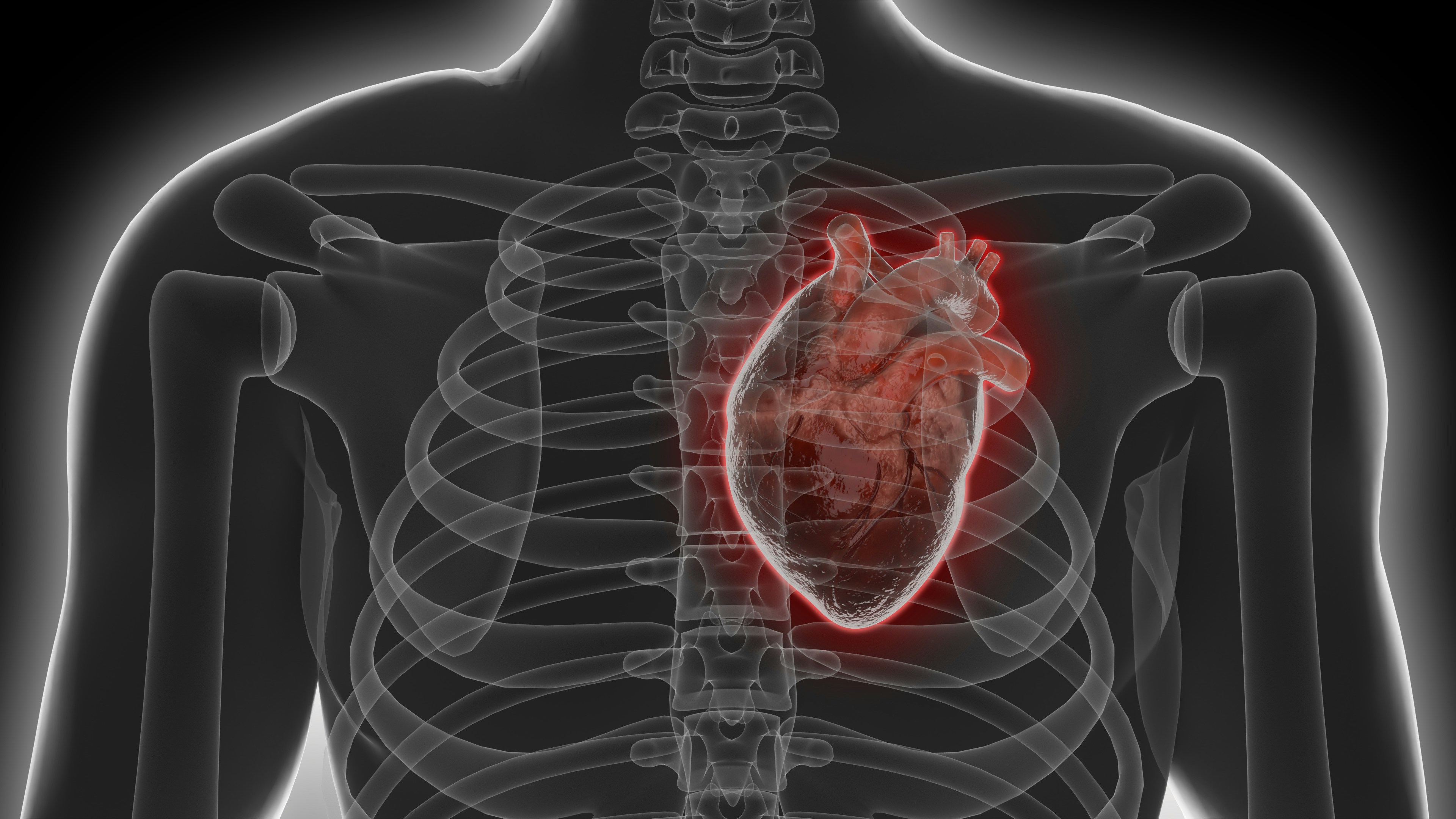 the second photo of heart in the ribcage
